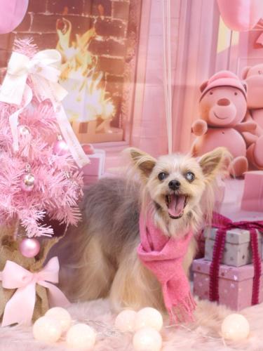 20241228ココちゃん